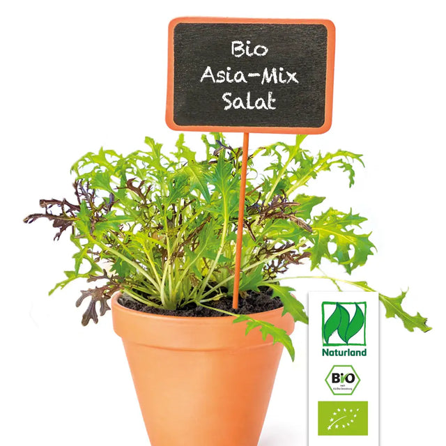 Bio Asia-Mix Salat KrÀuterpflanze - Brassica juncea