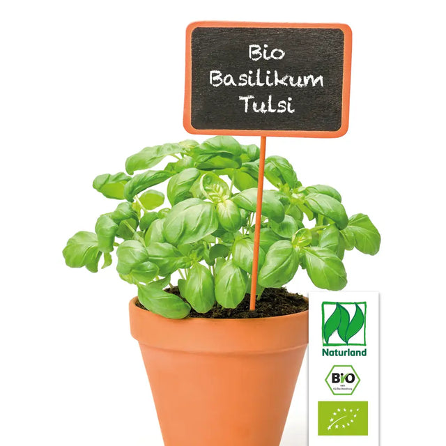 Bio Basilikum Tulsi (Heiliges Basilikum / Indisches Basilikum) Kräuterpflanze - Ocimum tenuiflorum