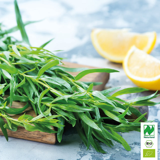 Bio Estragon (Französischer Estragon) Kräuterpflanze - Artemisia dracunculus