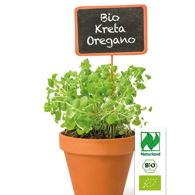 Bio Kreta-Oregano KrÀuterpflanze - Origanum dictamnus