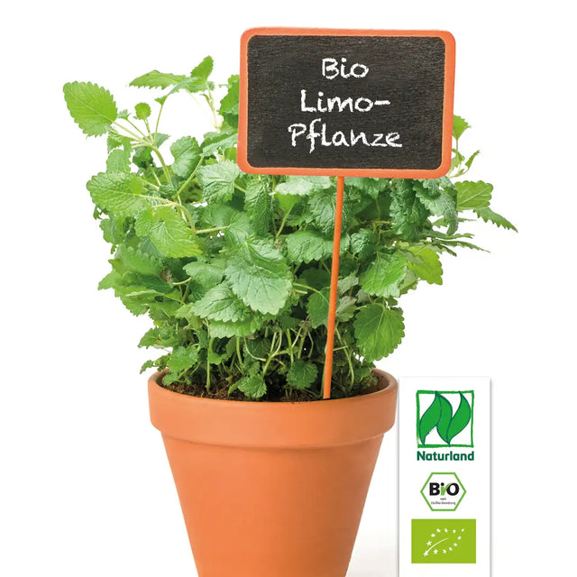 Bio Limo-Pflanze (Lemonenysop) KrÀuterpflanze - Agastache mexicana