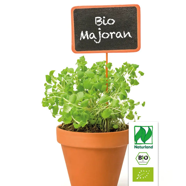 Bio Majoran Sizilianisch Kräuterpflanze - Origanum majorana
