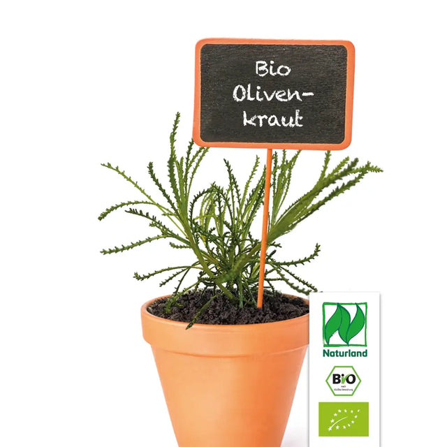 Bio Olivenkraut (Grünes Heiligenkraut) Kräuterpflanze - Santolina virens