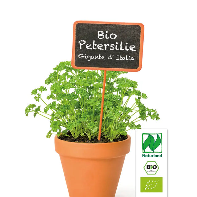 Bio Petersilie (Italienische Petersilie / Gigante d' Italia') Kräuterpflanze -