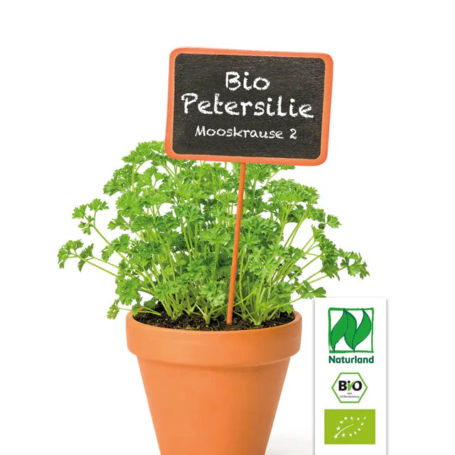 Bio Petersilie Mooskrause 2 (kraus) KrÀuterpflanze - Petroselinum crispum var. crispum