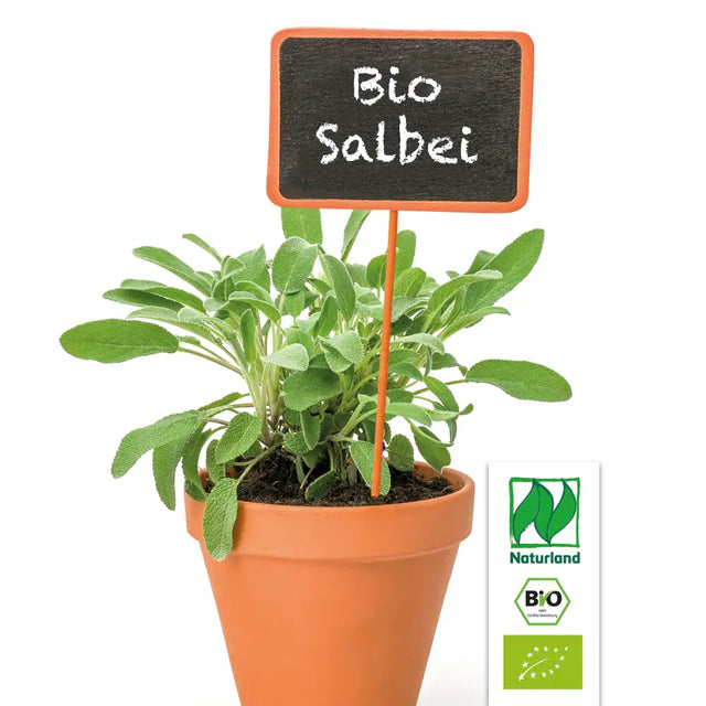 Bio Salbei Berggarten (Gewürz-Salbei) Kräuterpflanze - Salvia officinalis