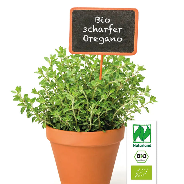 Scharfer Bio Oregano (Hot & Spicy) KrÀuterpflanze - Origanum Hybride