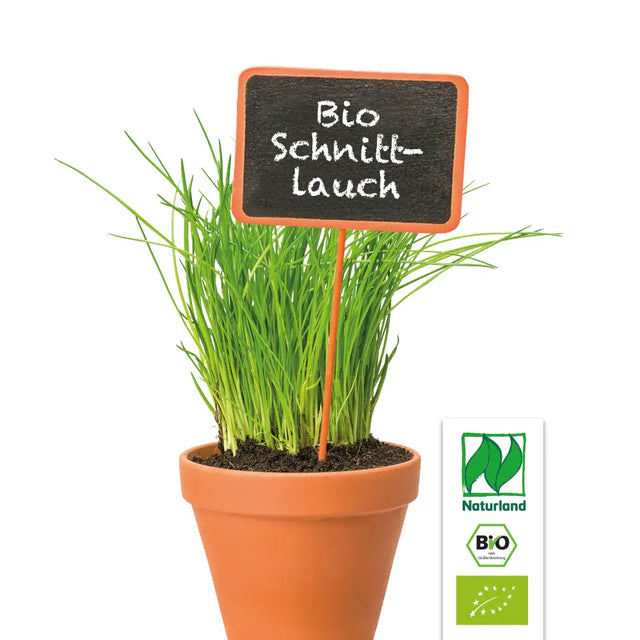 Bio Schnittlauch KrÀuterpflanze - Allium schoenoprasum