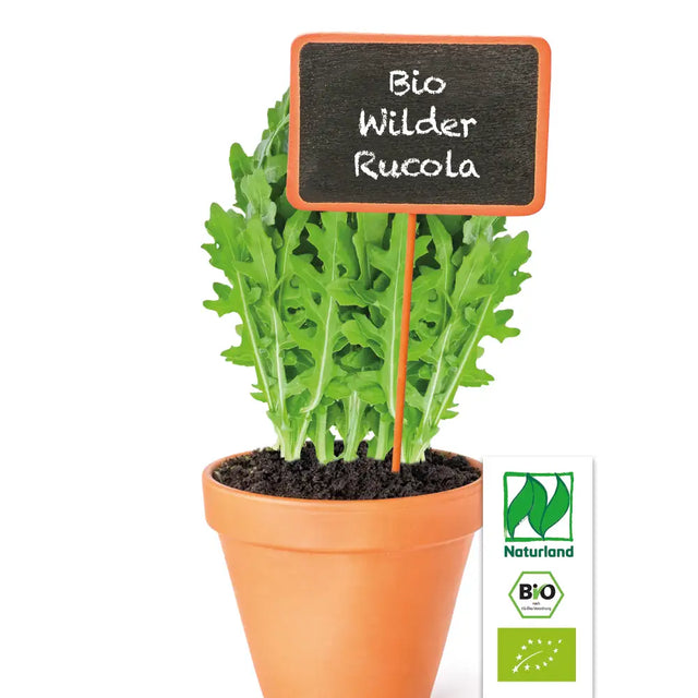 Bio Wilder Rucola (Wilde Rauke) KrÀuterpflanze - Diplotaxis tenuifolia