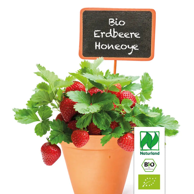 Bio Erdbeere "Honeoye" Kräuterpflanze - Fragaria x ananassa