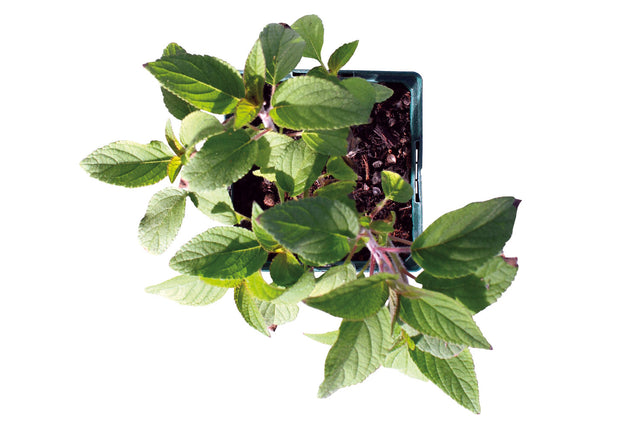 Bio Ananas-Salbei Kräuterpflanze - Salvia rutilans