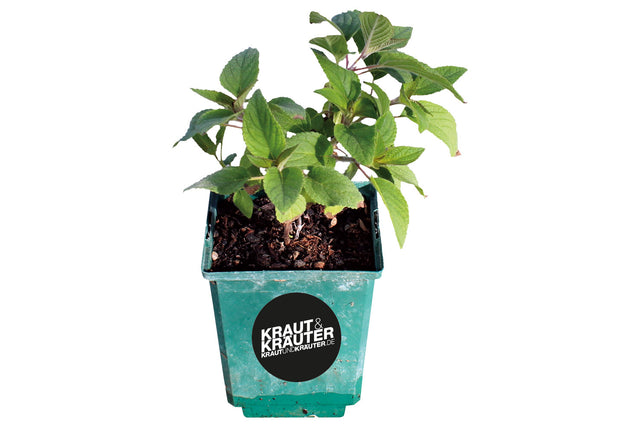 Bio Ananas-Salbei Kräuterpflanze - Salvia rutilans