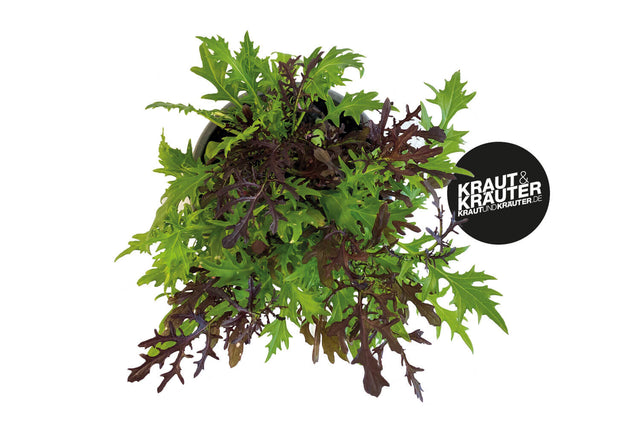 Bio Asia-Mix Salat KrÀuterpflanze - Brassica juncea