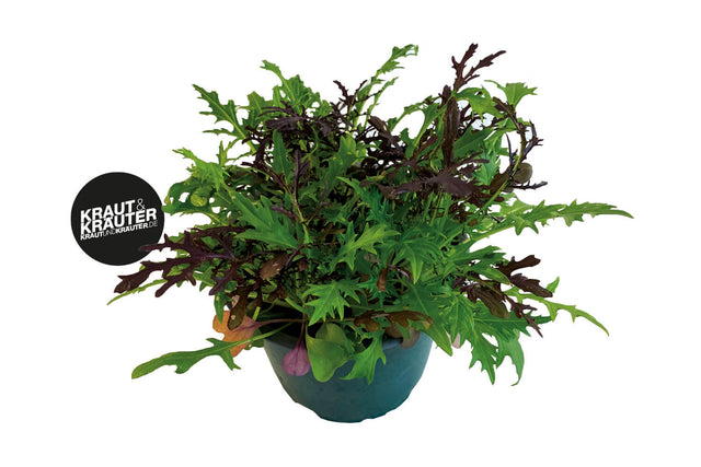 Bio Asia-Mix Salat KrÀuterpflanze - Brassica juncea