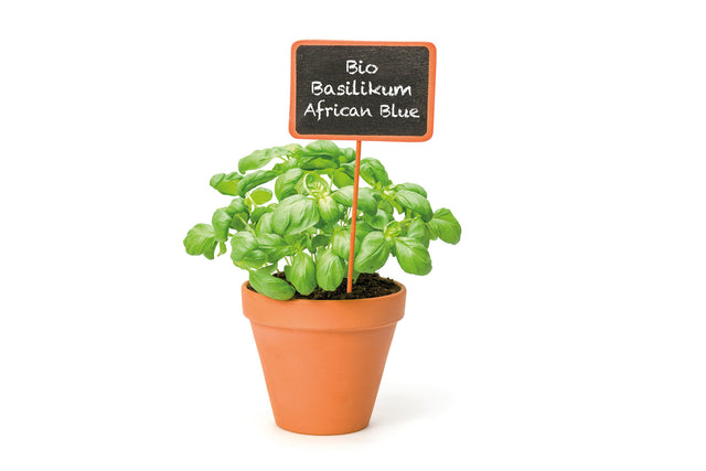 Bio Basilikum African Blue Kräuterpflanze - Ocimum kilimandscharicum x basilicum 'Purpurascens'