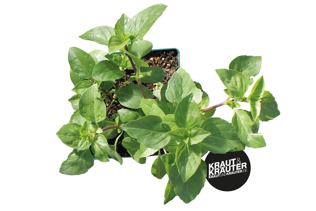 Bio Basilikum Gorbatschov (Russisches Strauch-Basilikum) Kräuterpflanze - Ocimum x basilicum