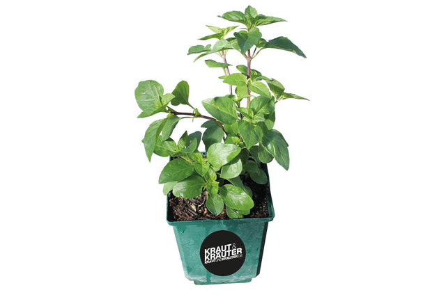 Bio Basilikum Gorbatschov (Russisches Strauch-Basilikum) Kräuterpflanze - Ocimum x basilicum