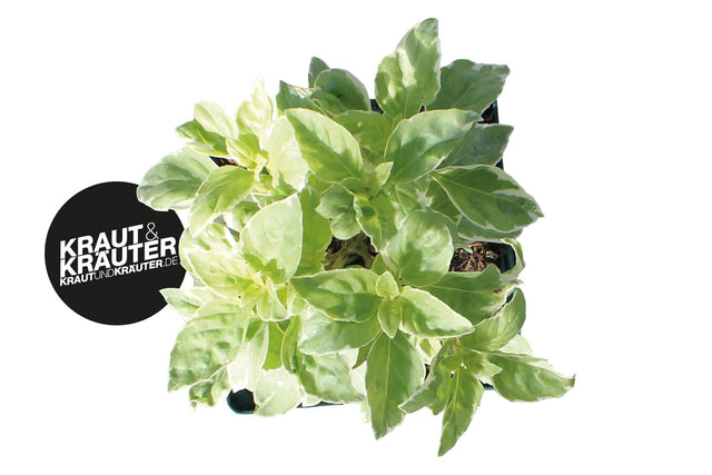 Bio Basilikum Pesto Perpetuo (weißer Blattrand) Kräuterpflanze - Ocimum x basilicum
