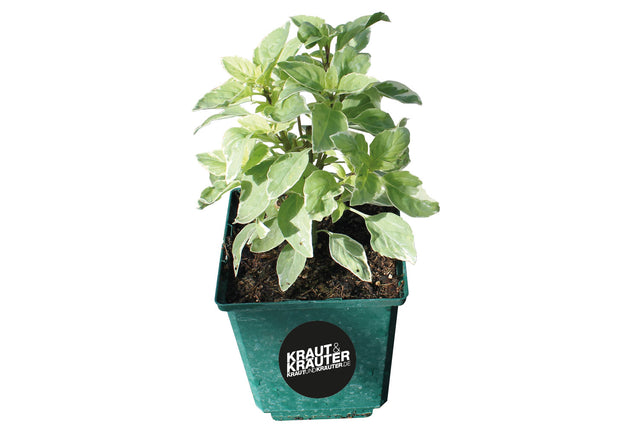 Bio Basilikum Pesto Perpetuo (weißer Blattrand) Kräuterpflanze - Ocimum x basilicum