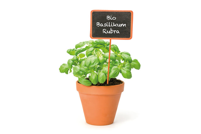 Bio Basilikum Rubra