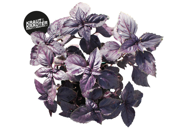 Bio Basilikum Rubra