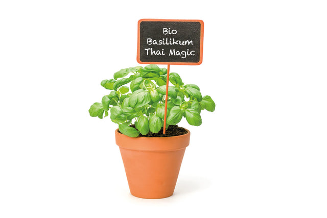 Bio Basilikum Thai Magic KrÀuterpflanze - Ocimum x basilicum