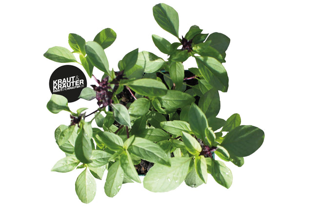 Bio Basilikum Thai Magic KrÀuterpflanze - Ocimum x basilicum