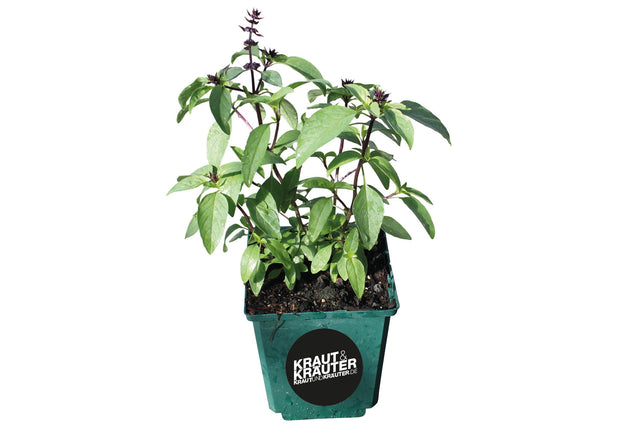 Bio Basilikum Thai Magic KrÀuterpflanze - Ocimum x basilicum