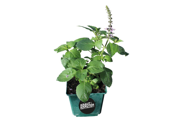 Bio Basilikum Tulsi (Heiliges Basilikum / Indisches Basilikum) Kräuterpflanze - Ocimum tenuiflorum