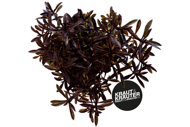 Bio Aromakugel (Bergbohnenkraut) KrÀuterpflanze - Satureja montana
