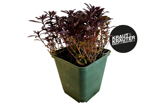 Bio Aromakugel (Bergbohnenkraut) KrÀuterpflanze - Satureja montana