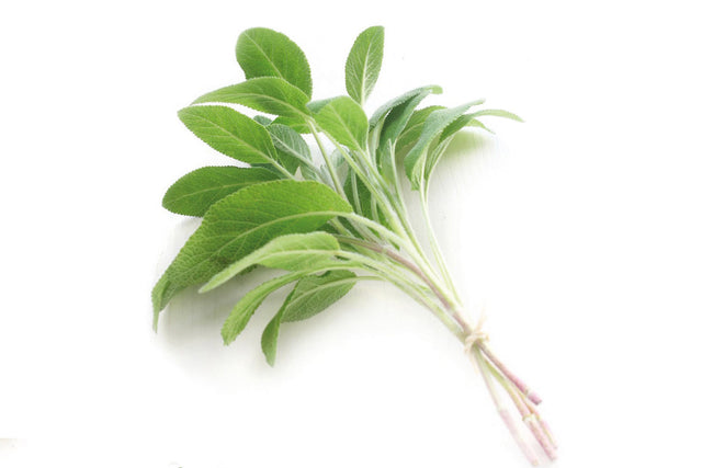 Bio Ananas-Salbei Kräuterpflanze - Salvia rutilans