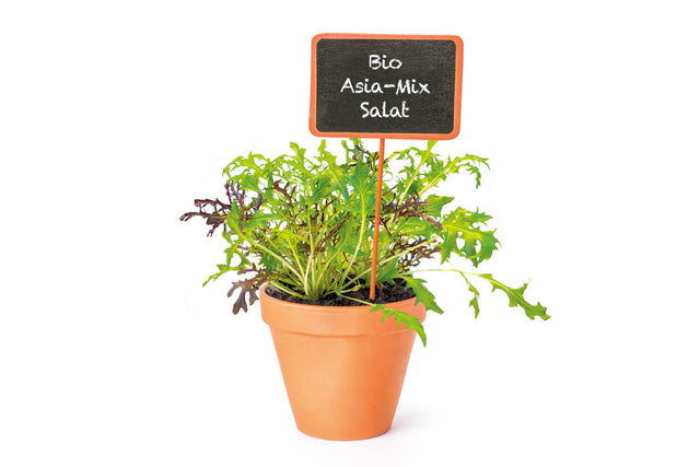 Bio Asia-Mix Salat KrÀuterpflanze - Brassica juncea