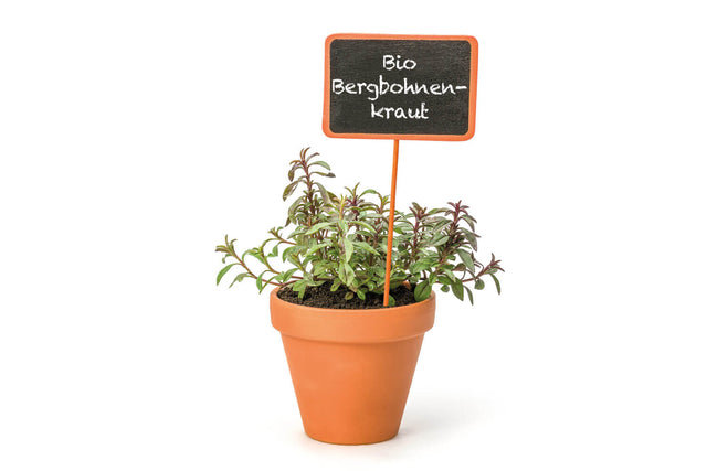 Bio Aromakugel (Bergbohnenkraut) KrÀuterpflanze - Satureja montana