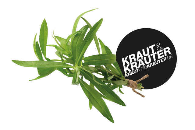 Bio Estragon (Französischer Estragon) Kräuterpflanze - Artemisia dracunculus