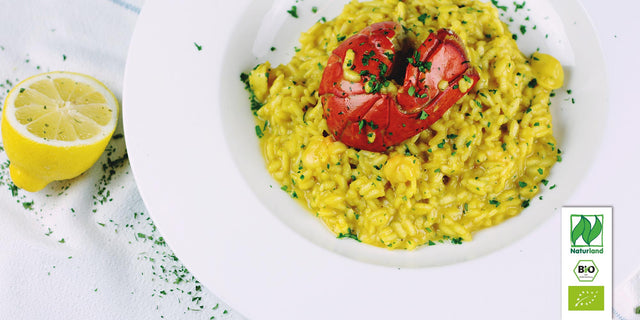 Bio Griechischer Oregano Kräuterpflanze - Origanum vulgare subsp. hirtum