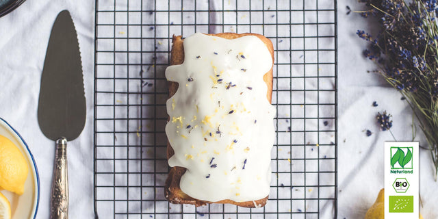 Bio Lavendel Kräuterpflanze - Lavandula