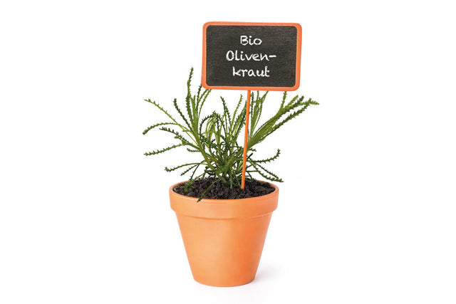 Bio Olivenkraut (Grünes Heiligenkraut) Kräuterpflanze - Santolina virens