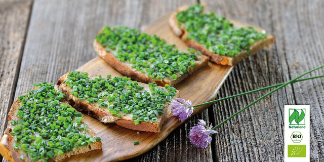 Bio Schnittlauch KrÀuterpflanze - Allium schoenoprasum