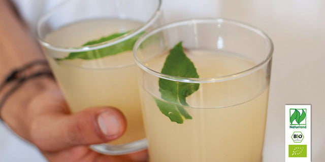 Bio Zitronenverbene (Zitronenstrauch) Kräuterpflanze - Aloysia triphylla