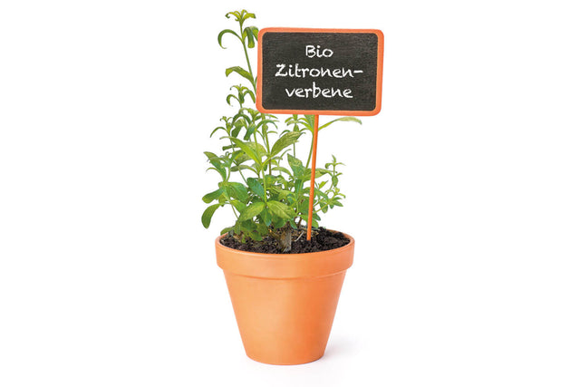 Bio Zitronenverbene (Zitronenstrauch) Kräuterpflanze - Aloysia triphylla