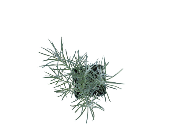 Bio Currykraut (Strohblume) Kräuterpflanze - Helichrysum italicum