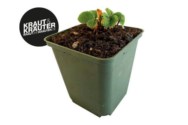 Bio Erdbeere "Honeoye" Kräuterpflanze - Fragaria x ananassa