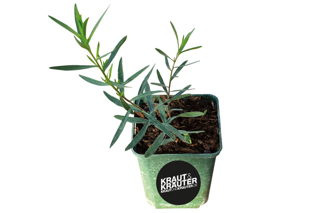 Bio Estragon (Französischer Estragon) Kräuterpflanze - Artemisia dracunculus