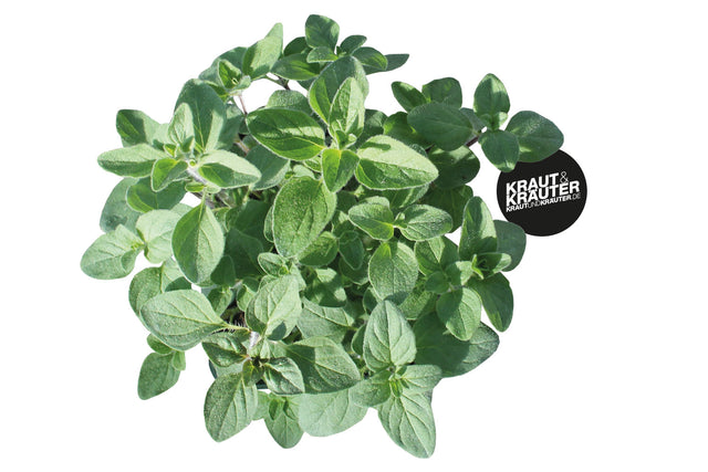Bio Griechischer Oregano Kräuterpflanze - Origanum vulgare subsp. hirtum
