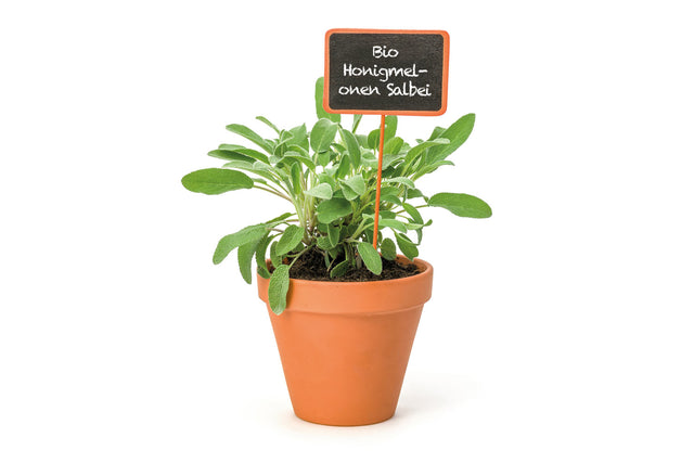 Bio Honigmelonen-Salbei KrÀuterpflanze - Salvia elegans
