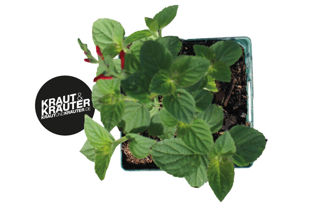 Bio Honigmelonen-Salbei KrÀuterpflanze - Salvia elegans