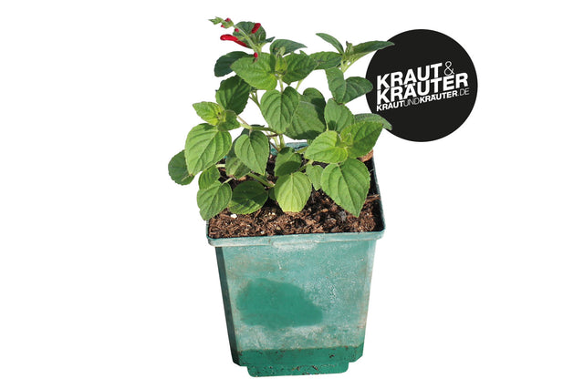 Bio Honigmelonen-Salbei KrÀuterpflanze - Salvia elegans