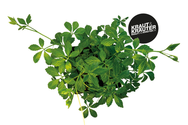 Bio Jiaogulan (Kraut der Unsterblichkeit) Kräuterpflanze - Gynostemma pentaphyllum