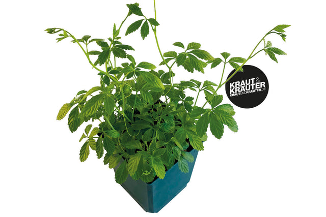 Bio Jiaogulan (Kraut der Unsterblichkeit) Kräuterpflanze - Gynostemma pentaphyllum